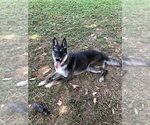 Small Photo #7 Mutt Puppy For Sale in Imlay City, MI, USA