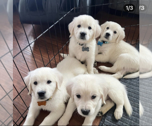 English Cream Golden Retriever Puppy for sale in N HIGHLANDS, CA, USA