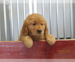 Small #4 Golden Retriever