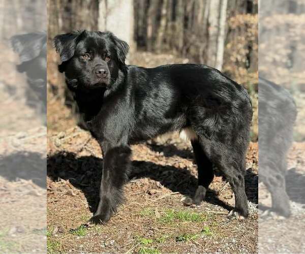Medium Photo #3 Retriever -Unknown Mix Puppy For Sale in Clarkesville, GA, USA