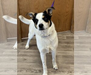 Huskies -Unknown Mix Dogs for adoption in Hoisington, KS, USA