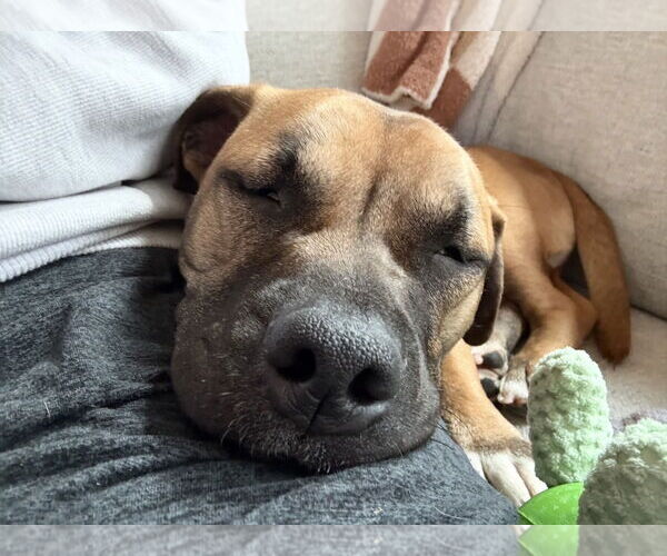 Medium Photo #3 American Pit Bull Terrier-Basset Hound Mix Puppy For Sale in Ball Ground, GA, USA