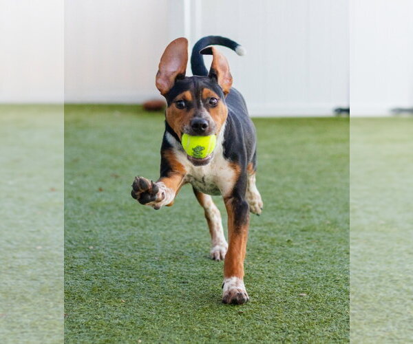 Medium Photo #2 Mutt Puppy For Sale in Canton, CT, USA