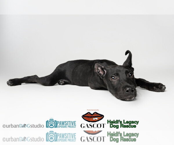 Medium Photo #5 American Staffordshire Terrier-German Shepherd Dog Mix Puppy For Sale in Tampa, FL, USA