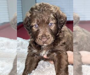 Australian Labradoodle-German Shepherd Dog Mix Puppy for sale in LAKELAND, FL, USA