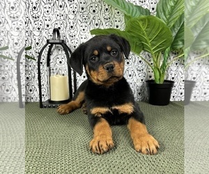 Rottweiler Puppy for sale in FRANKLIN, IN, USA