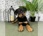 Image preview for Ad Listing. Nickname: Ruby