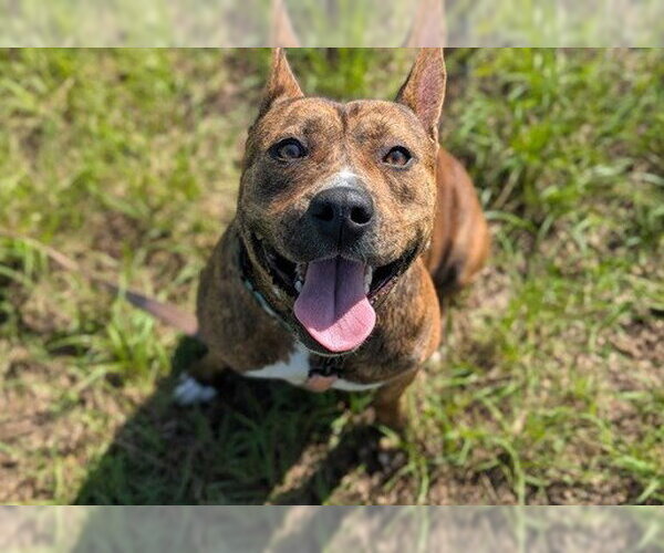 Medium Photo #4 American Pit Bull Terrier Puppy For Sale in Ocala, FL, USA