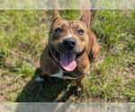 Small #3 American Pit Bull Terrier