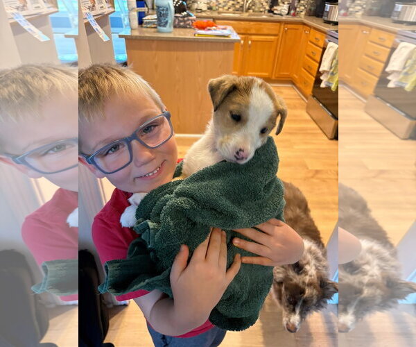 Medium Photo #37 Australian Shepherd-Unknown Mix Puppy For Sale in Germantown, OH, USA