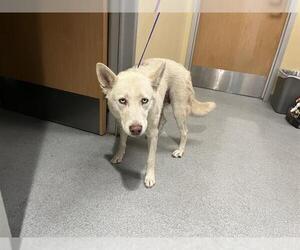 Siberian Husky Dogs for adoption in Orange, CA, USA