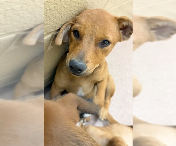 Medium Photo #6 Mutt Puppy For Sale in Woodbury, NY, USA