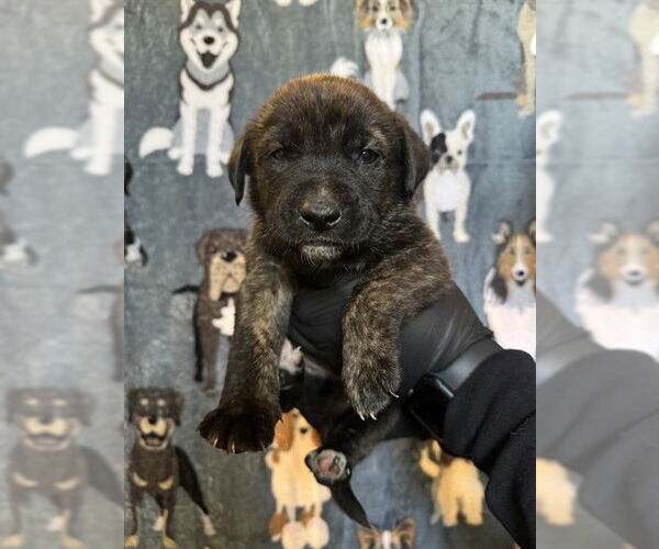 Medium Photo #2 German Shepherd Dog Puppy For Sale in Riverside, CA, USA