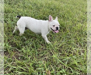 French Bulldog Puppy for sale in EL CAMPO, TX, USA