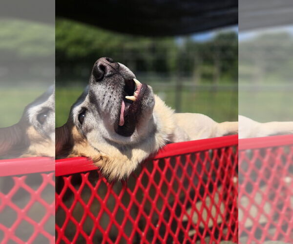 Medium Photo #3 Australian Shepherd-Unknown Mix Puppy For Sale in Crandall, GA, USA