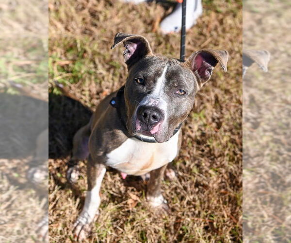 Medium Photo #3 Mutt Puppy For Sale in Glen Allen, VA, USA