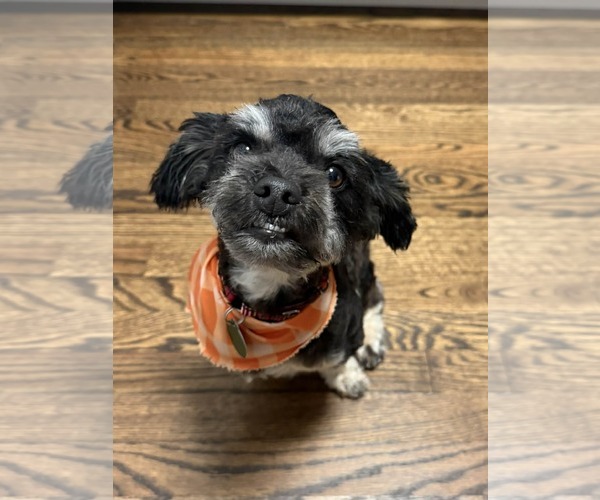 Medium Photo #2 Shih Tzu-Unknown Mix Puppy For Sale in Arlington, VA, USA