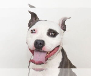 American Pit Bull Terrier Dogs for adoption in Pasadena, CA, USA