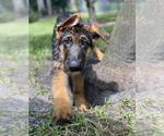 Small #185 German Shepherd Dog