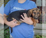 Small #1 Basset Hound