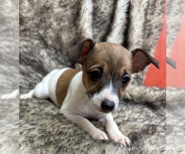 Medium Photo #7 Rat Terrier Puppy For Sale in WHITAKERS, NC, USA