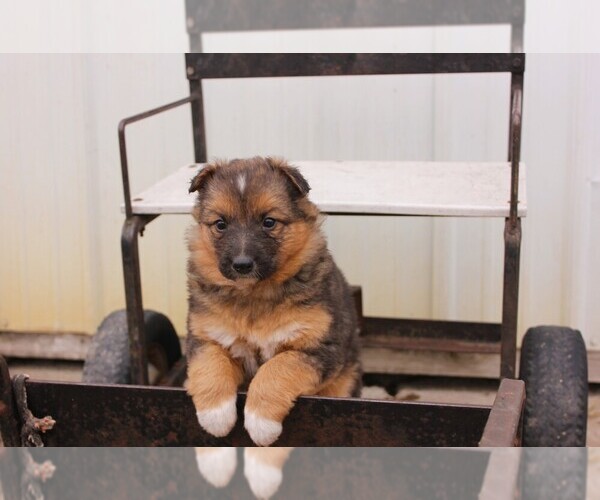 Medium Photo #3 Shollie Puppy For Sale in PENNVILLE, IN, USA