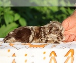 Small #5 ShihPoo
