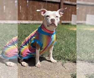 Wiggles - Female Mutt Dog for Adoption - Photo #15