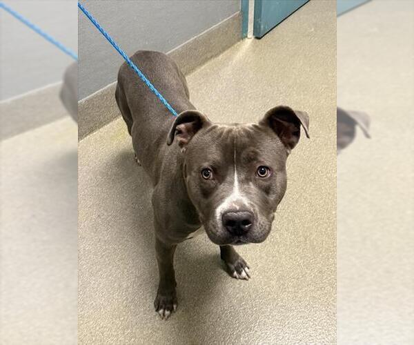 Medium Photo #1 Mutt Puppy For Sale in Las Vegas, NV, USA