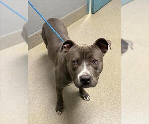 Mutt Dogs for adoption in Las Vegas, NV, USA