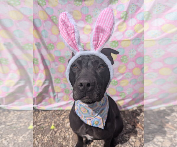 Medium Photo #8 American Pit Bull Terrier-Mountain Cur Mix Puppy For Sale in Calhoun, GA, USA