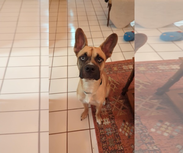 Medium Photo #4 Australian Shepherd-Unknown Mix Puppy For Sale in Mechanicsburg, PA, USA