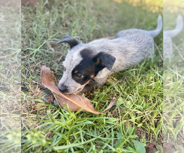 Medium Photo #3 Mutt Puppy For Sale in Valrico, FL, USA