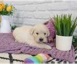Small #2 English Cream Golden Retriever