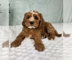Small #4 Cavapoo