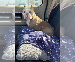 American Pit Bull Terrier Dogs for adoption in Oak Bluffs, MA, USA