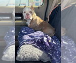 Small American Pit Bull Terrier