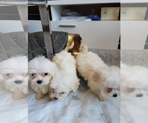 Maltipoo Puppy for sale in BROOKLYN, NY, USA