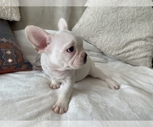 French Bulldog Puppy for sale in JOHNS ISLAND, SC, USA
