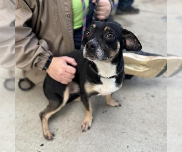 Medium Photo #1 Dachshund-Unknown Mix Puppy For Sale in Modesto, CA, USA
