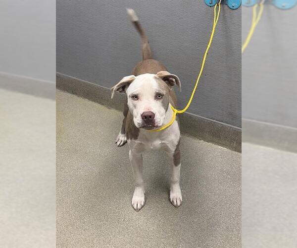 Medium Photo #1 American Pit Bull Terrier-Unknown Mix Puppy For Sale in Las Vegas, NV, USA