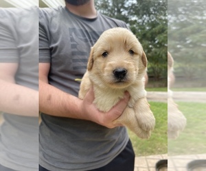German Shepherd Dog-Goldendoodle Mix Puppy for sale in BALDWIN, GA, USA