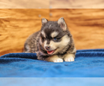 Small Photo #4 Pomsky Puppy For Sale in TAMPICO, IL, USA