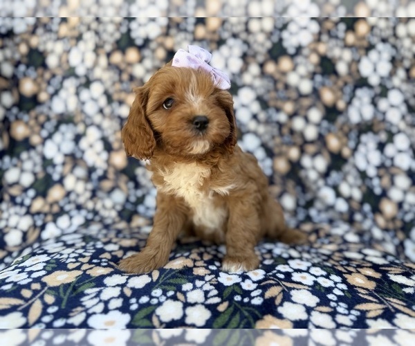 Medium Photo #4 Cavapoo (Miniature) Puppy For Sale in LAKELAND, FL, USA