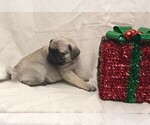 Small Photo #3 Pug Puppy For Sale in BRIDGEWATER, VA, USA