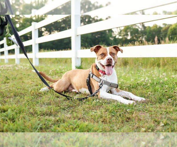 Medium Photo #14 American Staffordshire Terrier-Unknown Mix Puppy For Sale in Holly Springs, NC, USA