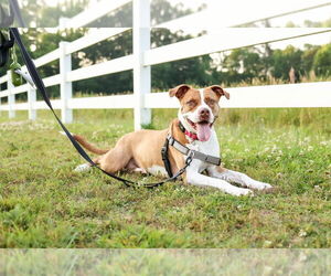 Emma - Female American Staffordshire Terrier-Unknown Mix Dog for Adoption - Photo #14