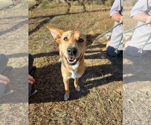 Retriever -Unknown Mix Dogs for adoption in Woodbury, NY, USA