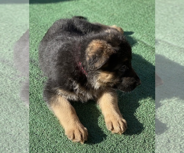 Medium Photo #3 German Shepherd Dog Puppy For Sale in HESPERIA, CA, USA
