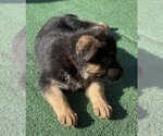 Small #2 German Shepherd Dog